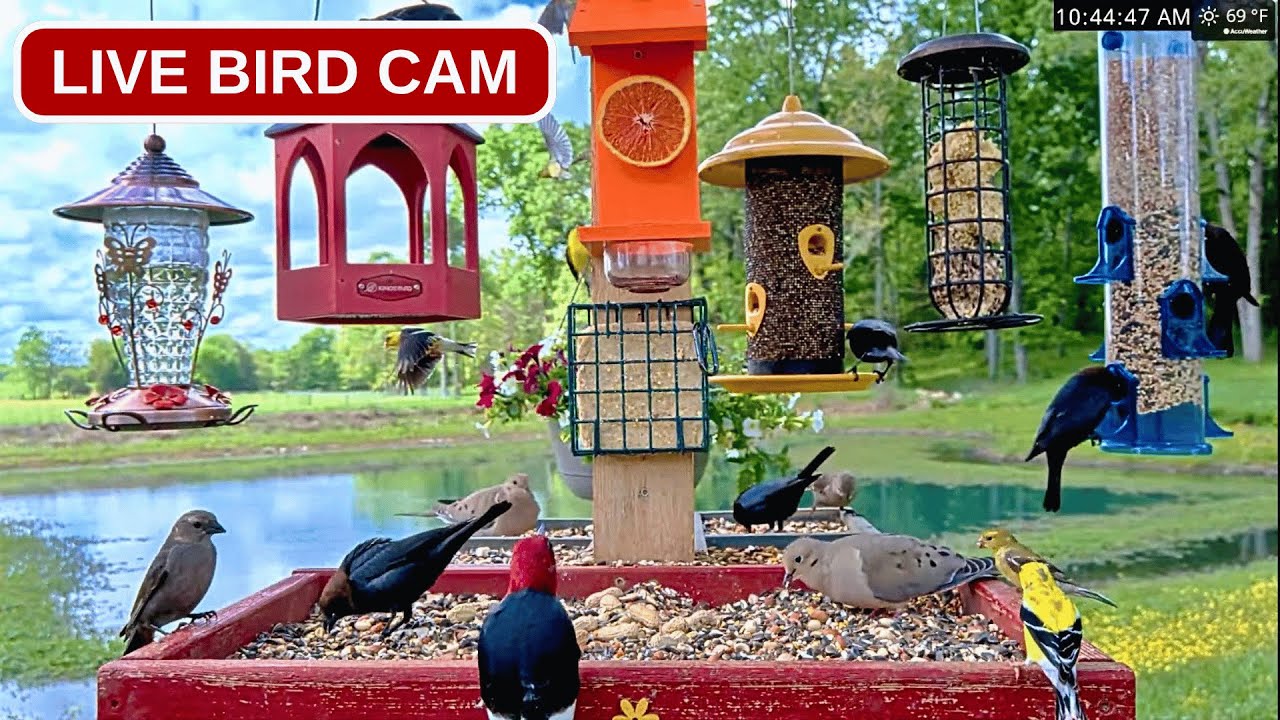 Live webcam view of Ozarks Backyard Bird Feeder Cam