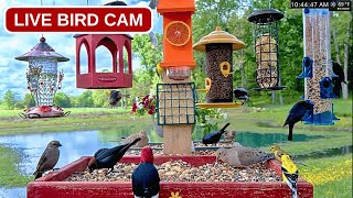 Missouri · Bird Feeder · Cardinals & Blue Jays · Missouri Ozarks live stream