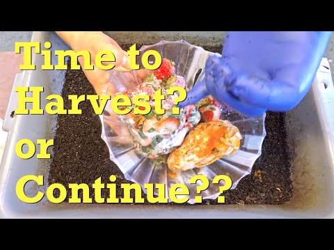 Mature red wiggler buddy worm bins fed once again - vermicompost