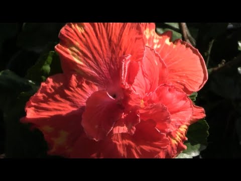 Produtor de mudas mantém coleção de hibiscos em Laurentino/SC