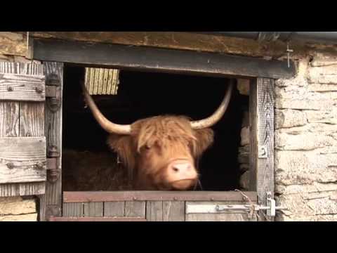 Countrylife - The Sheep Dog