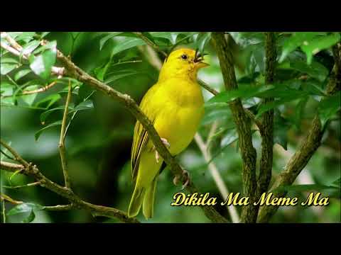 Ki Kongo - Dikila ma meme ma