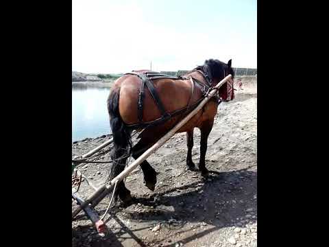 Calul, lui nelu din chirileu