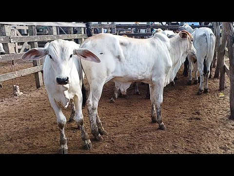 FEIRA DE GADO DE CAMPO GRANDE-AL ,COM ANIMAIS DE ALTA QUALIDADE #nordeste 06/04/2024