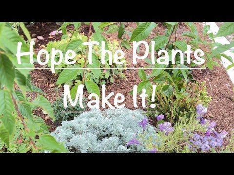 Late Summer Planting In the Front Gardens Part 1, Adding Grasses, Moving Artemisia 🌿🌾Ep57