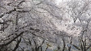 【カメラ雑談】瀕死だよ！でも太ってるよ(´・ω・｀)