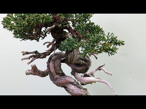 Bonsai Shimpaku Juniper Refinement, Repotting