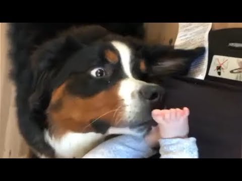 download lagu mp3 mp4 Bernese Mountain Dog Swiss Kiss, download lagu Bernese Mountain Dog Swiss Kiss gratis, unduh video klip Bernese Mountain Dog Swiss Kiss