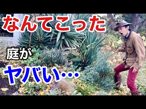 冬に庭で馬糞を使用するにはどうすればよいですか？利点、アドバイス、使用方法  庭園