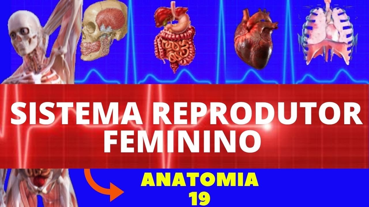 ANATOMIA DO SISTEMA REPRODUTOR FEMININO (ANATOMIA HUMANA) - SISTEMA REPRODUTOR