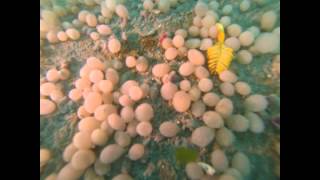 preview picture of video '2015-03-14 Auke Rec Dive'