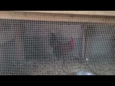 Artus ist nicht gesellschaftsfähig