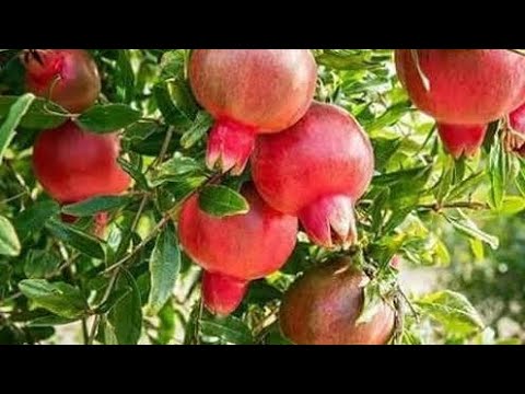 अनार|anar ke phall /anar ke varieties|top pomegranate fruit plant varieties #pomegranent #shorts ,🍏🍎
