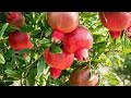 अनार Anar Ke Phall Anar Ke Varieties Top Pomegranate Fruit Plant Varieties Pomegranent Short