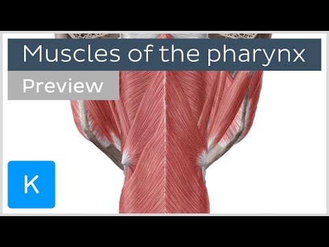 Muscles of the pharynx (preview) - Human Anatomy | Kenhub