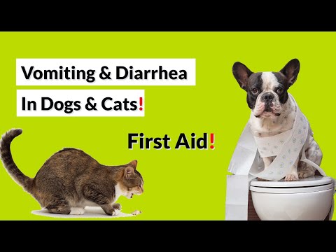Vomiting & Diarrhea In Dogs & Cats: First Aid.