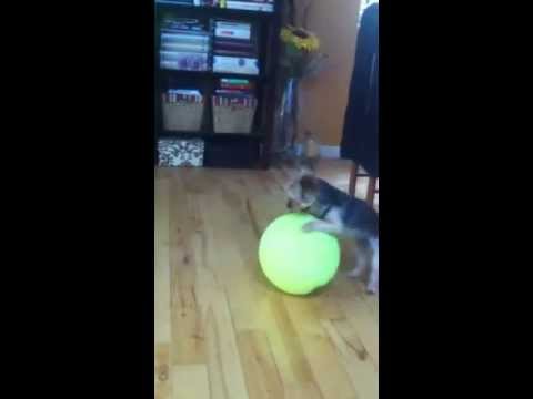 Lincoln + Giant Tennis Ball = Adorable