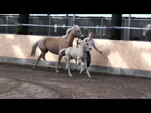 Hilkens Holla Die Waldfee 2