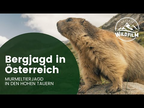 Murmeltierjagd in den Hohen Tauern