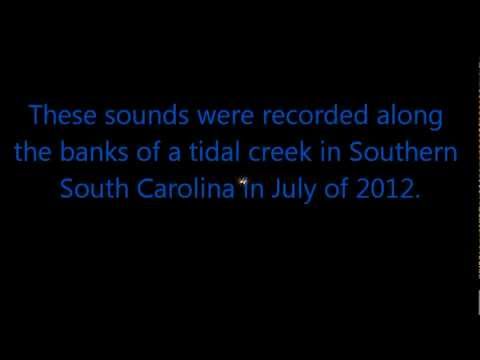 Relaxing sounds of crickets / katydids on a summer night in the South.