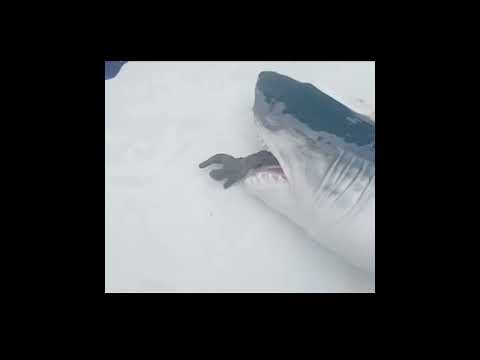 jaws has returned fan made#jaws#sharkpuppet#movie#fanmademovie