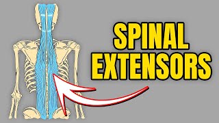 How to Strengthen Your Low Back (Lumbar Extensors)