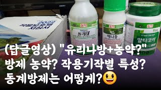 유리나방 방제농약(복숭아, 포도) 