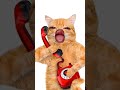 Hello Kaun ️ Papa Ghar Per Nahin Hai Funny Cat Phone Call Trend Latest Branded Funny Shorts