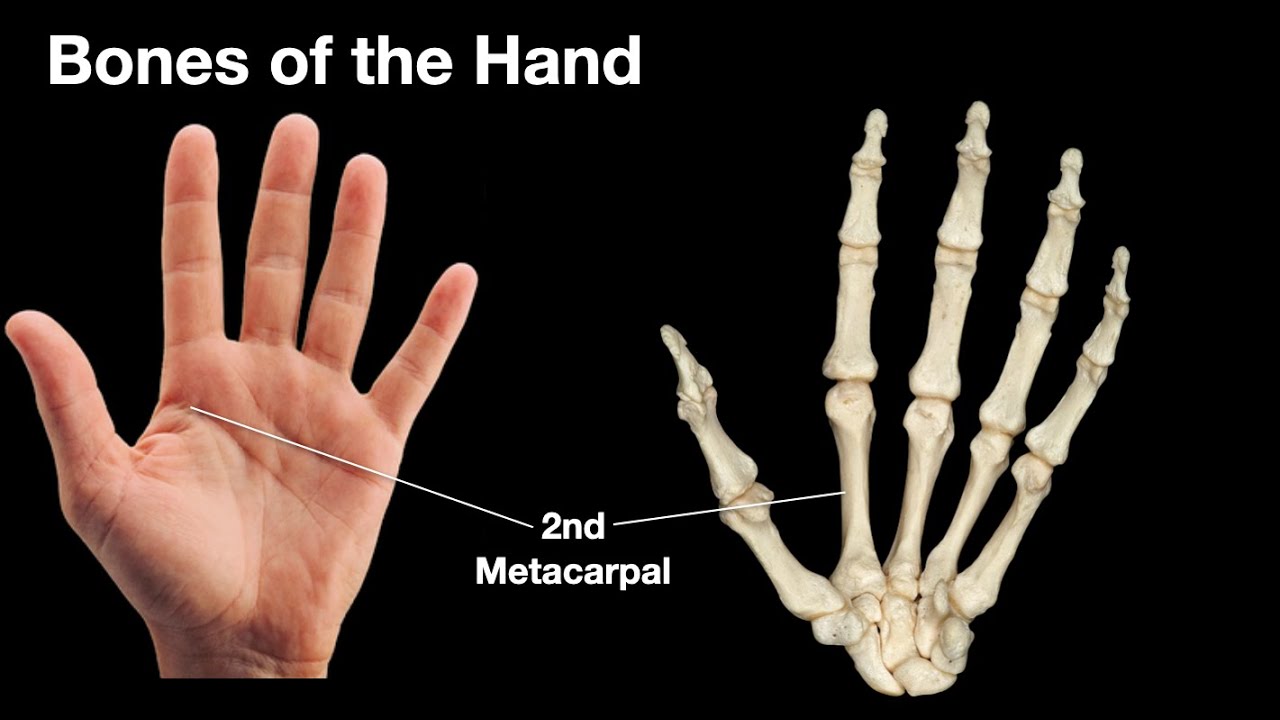 Bones of the hand