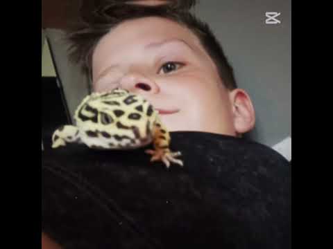 Sorry that im really late for the trend #leopardgecko #cute #trend #reptiles #late