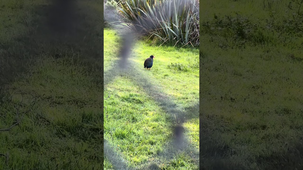 YouTube Short thumbnail