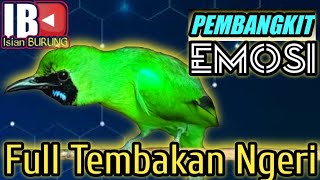Download lagu SUARA CUCAK IJO BIKIN BONGKAR MATERI ISIAN DAN EMOSI mp3