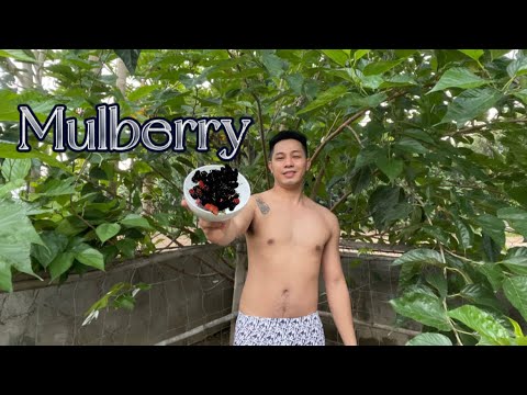 マルベリーまたはブラックベリー |ジクソン・デラ・クルーズ