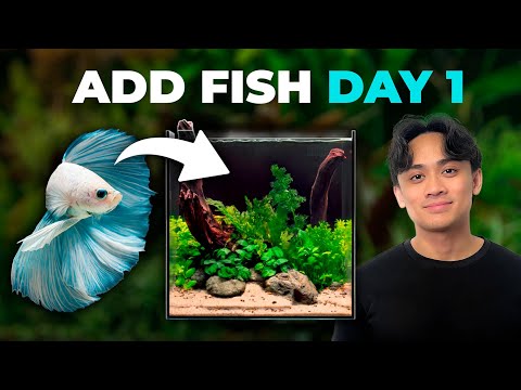 How to Safely Add Fish to an Uncycled Aquarium the Same Day