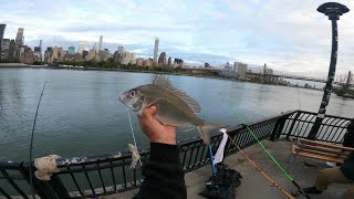 Porgies at the East River 10/11/2025