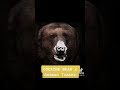 Cocaine Bear WAS A WILD RIDE Shorts Funny Comedy Cocainebear