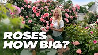 Top Garden Roses & Home Depot Annuals 2025 🌹 Exclusive Picks & Planting Tips // Utah 7a Garden