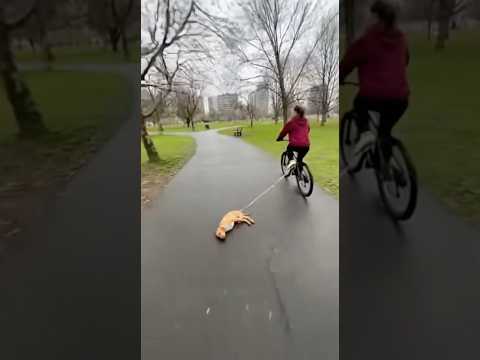 mira lo que hizo esta mujer con el perro