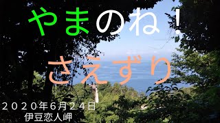 やまの音！さえずりです。