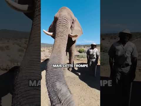 Les crottes de nez des éléphants 😨  #animaux #elephant #nature