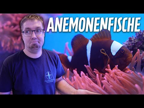 Lost track?... ANEMONE FISH in the SEAWATER AQUARIUM with PlanktonPlus Aquaristik