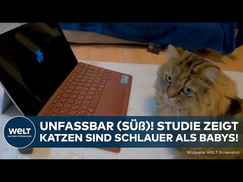 Video Thumbnail: JAPAN: Unfassbar! Schlauer als gedacht! Studie zeigt, Katzen intelligenter als Babys