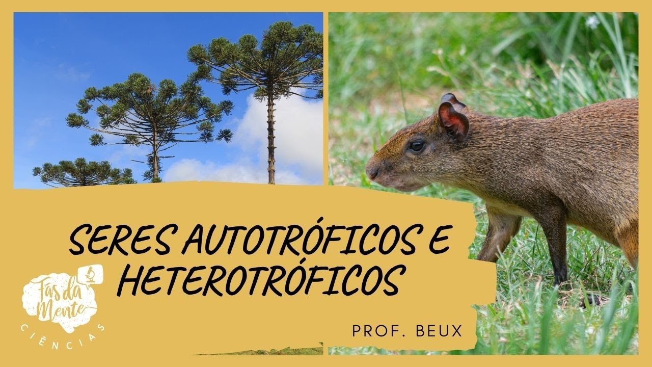 SERES AUTOTRÓFICOS E HETEROTRÓFICOS – Ensino Fundamental