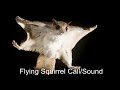Flying Squirrel Call Sound Hambawa Travancore Flying Squirrel Sri Lanka Small Flying Squirrel
