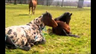 'Like Pretty Girls Need Cowboys' ♥ [2 0 1 0]