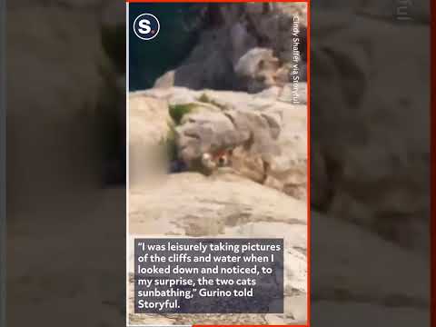 Cats Cuddle Up Away From Crowds on Sunny Cliff