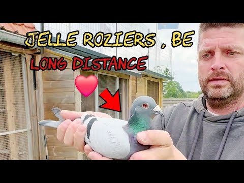 Brieftaube von Jelle Roziers: Meistern Sie den Taubensport mit unübertroffenem Können und Engagem...