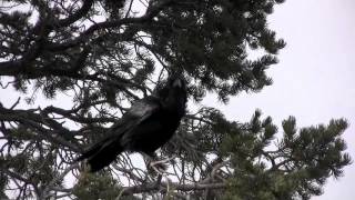 Raven Crow Training Test Part 1