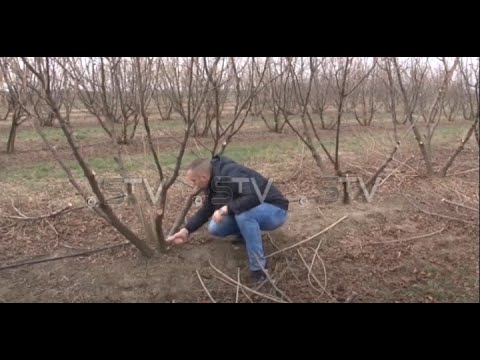 Rezidba lešnika na plantaži porodice Tufegdžić