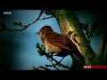 Sam Lee Singing With Nightingales : BBC Breakfast TV 2.5.17